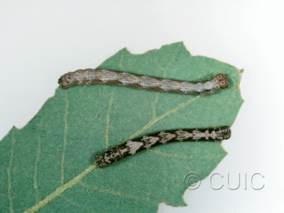 dorsal view of larva Lambdina on Quercus arizonica in USA: AZ