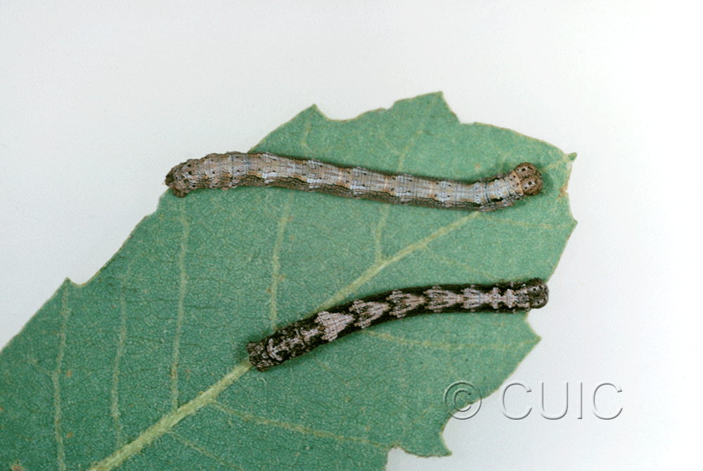 dorsal view of larva Lambdina on Quercus arizonica in USA: AZ