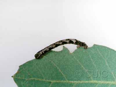 lateral view of larva Lambdina on Quercus arizonica in USA: AZ