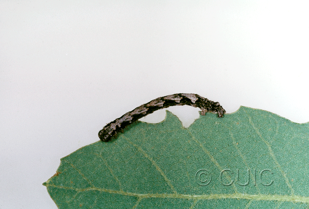 lateral view of larva Lambdina on Quercus arizonica in USA: AZ