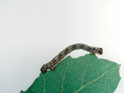 lateral view of larva Lambdina on Quercus arizonica in USA: AZ