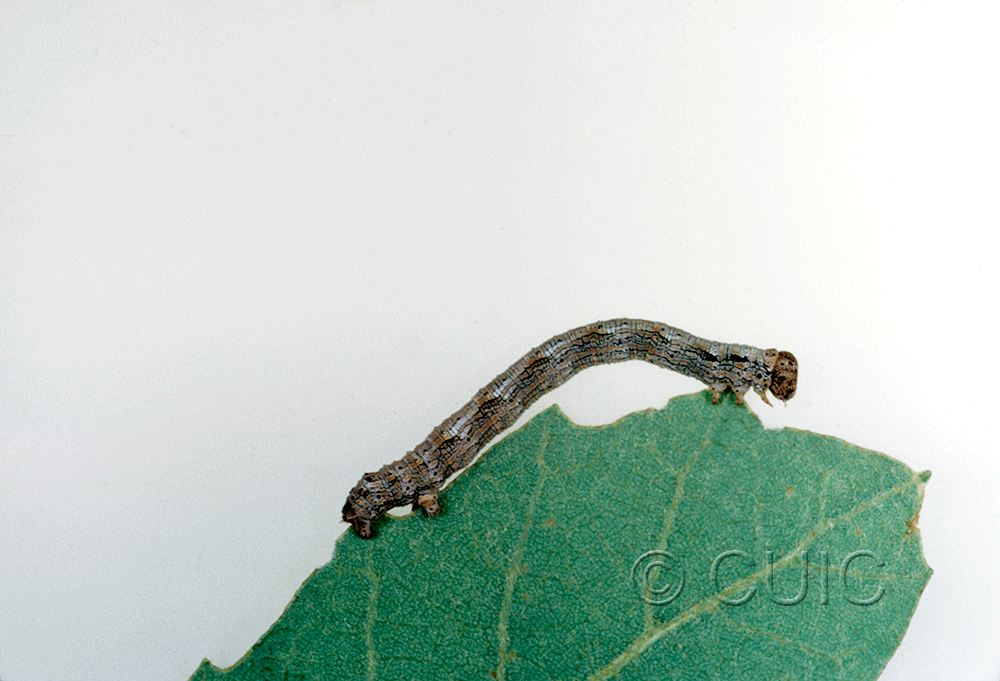 lateral view of larva Lambdina on Quercus arizonica in USA: AZ