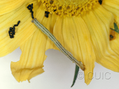 dorsal view of larva Larentinae