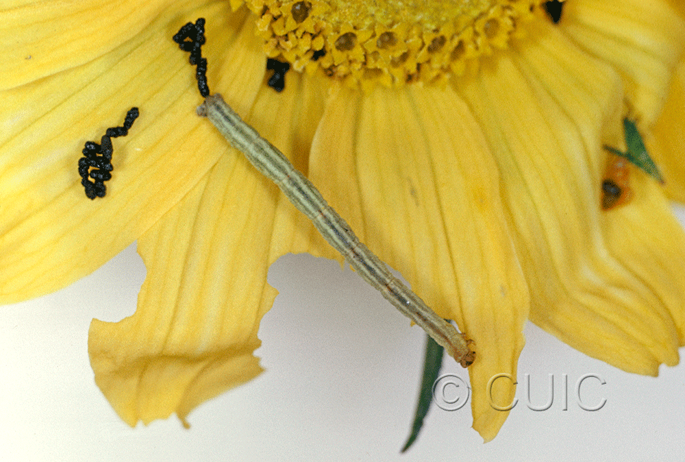 dorsal view of larva Larentinae