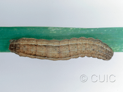 dorsal view of larva Leucania in USA: NY
