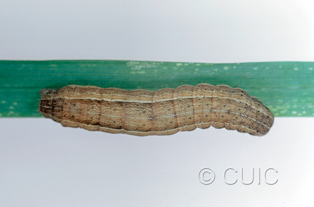 dorsal view of larva Leucania in USA: NY