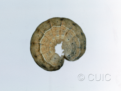 lateral view of larva Leucania in USA: NY