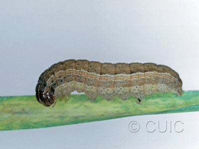 lateral view of larva Leucania in USA: NY
