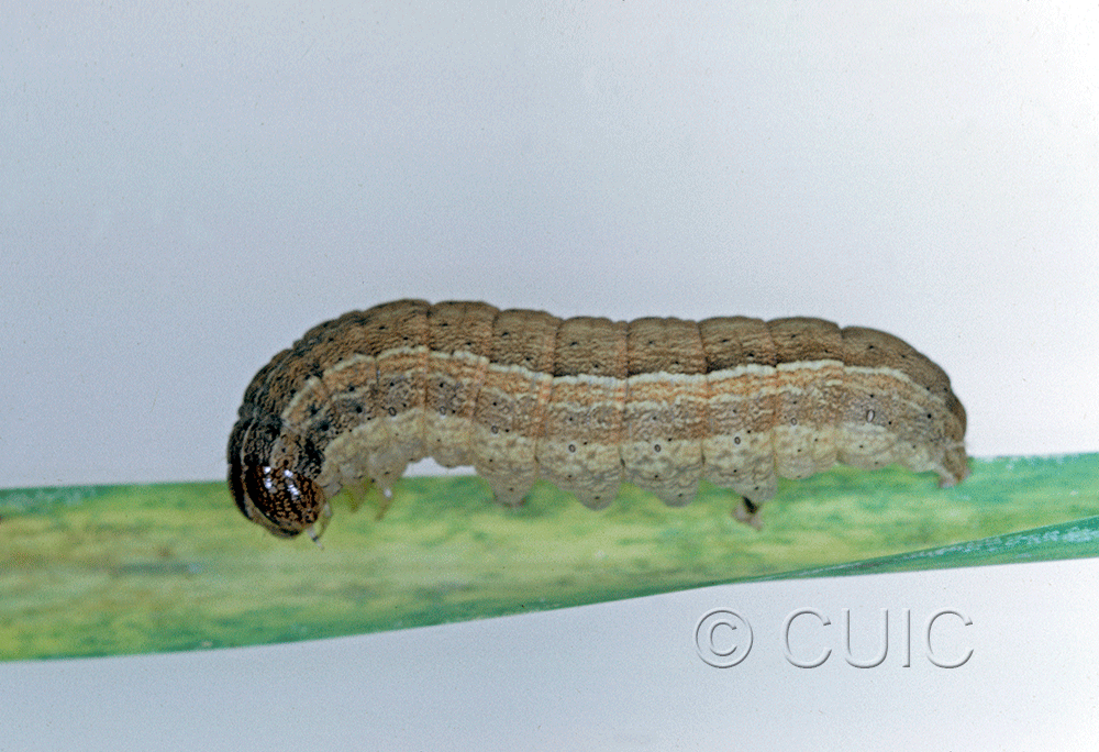 lateral view of larva Leucania in USA: NY