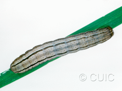 dorsal view of larva Leucania anteoclara on grasses in USA: MT