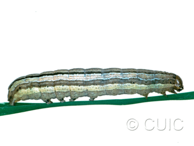 lateral view of larva Leucania anteoclara on grasses in USA: MT