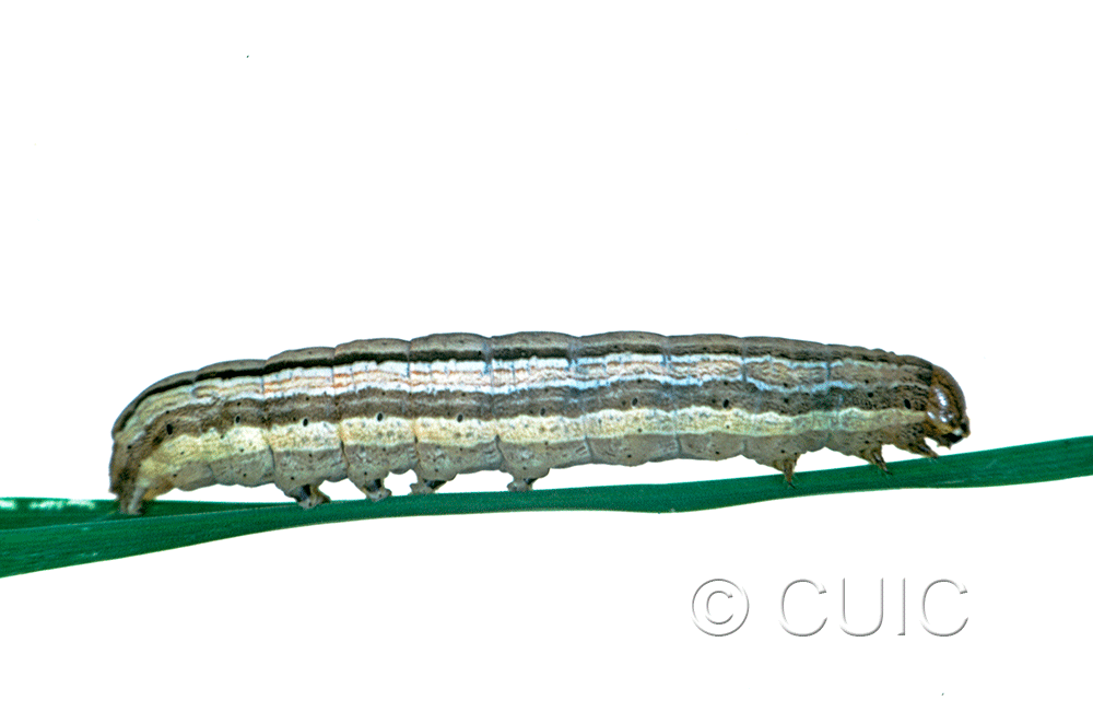 lateral view of larva Leucania anteoclara on grasses in USA: MT