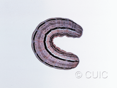 dorsal view of larva Leucania commoides on Dactylis glomerata in USA: NY