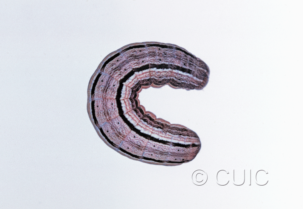 dorsal view of larva Leucania commoides on Dactylis glomerata in USA: NY