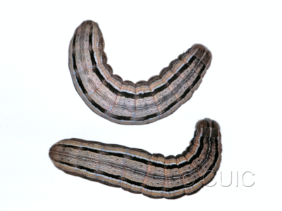 dorsal view of larva Leucania commoides on Dactylis glomerata in USA: MT