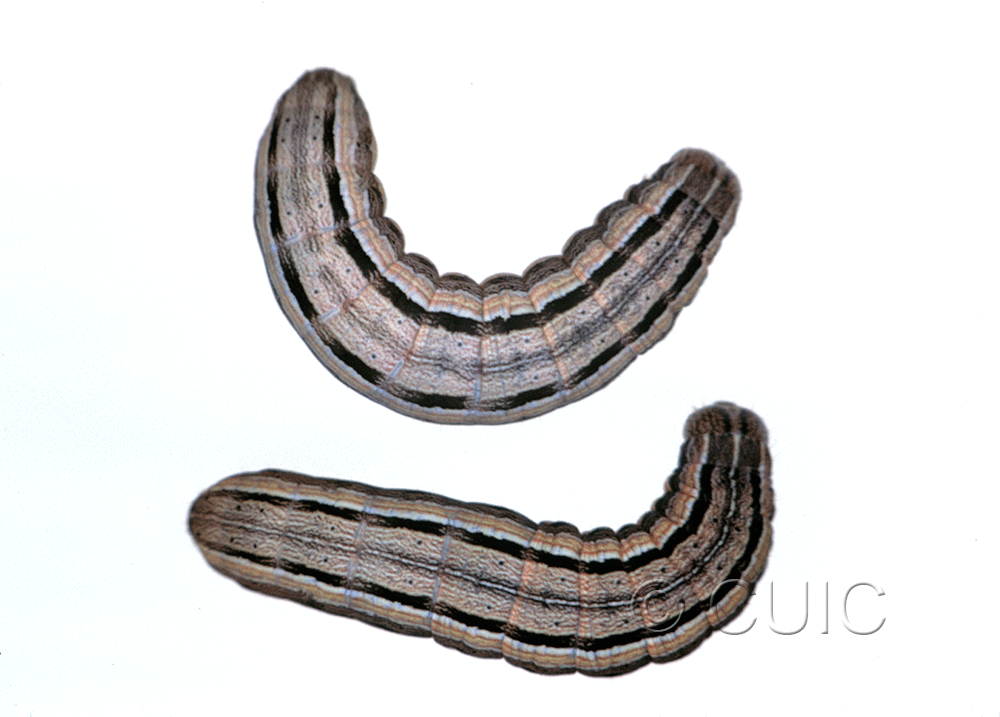 dorsal view of larva Leucania commoides on Dactylis glomerata in USA: MT