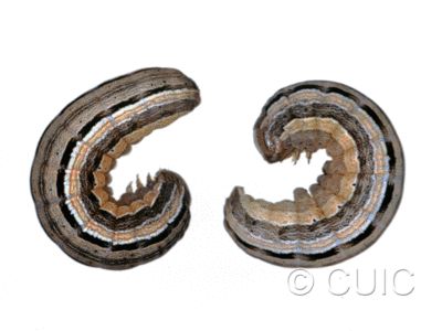 lateral view of larva Leucania commoides on Dactylis glomerata in USA: MT