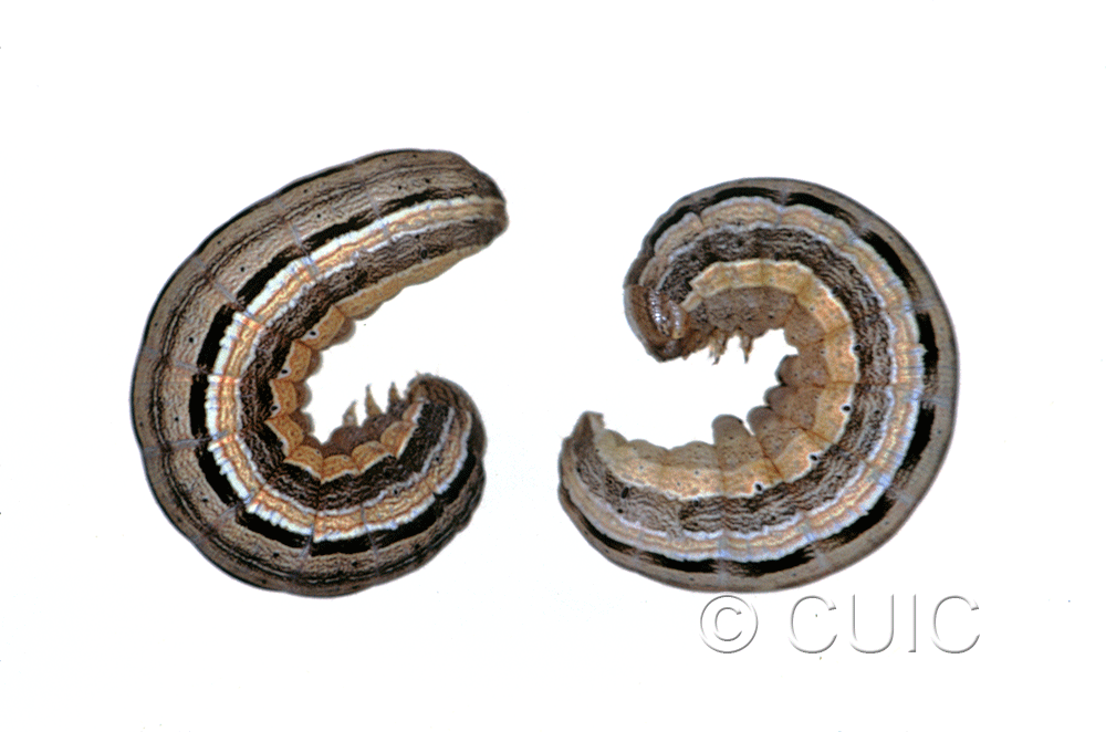 lateral view of larva Leucania commoides on Dactylis glomerata in USA: MT