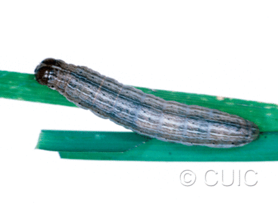 dorsal view of larva Leucania insueta on grasses in USA: MT
