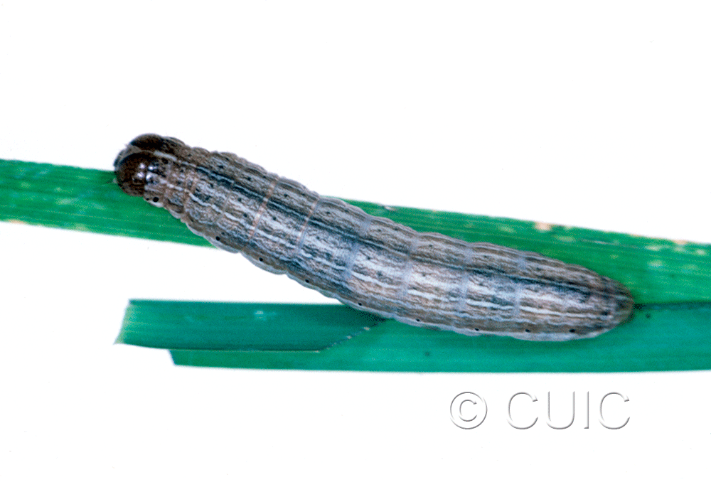 dorsal view of larva Leucania insueta on grasses in USA: MT