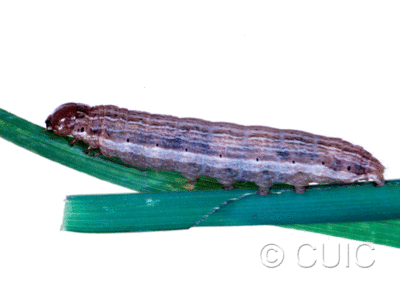 lateral view of larva Leucania insueta on grasses in USA: MT
