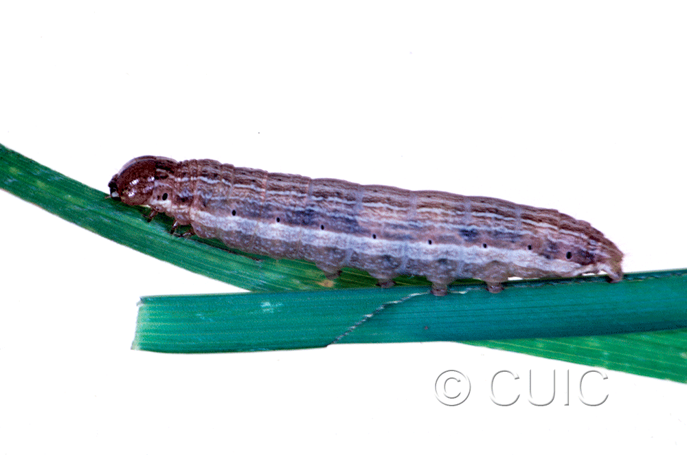 lateral view of larva Leucania insueta on grasses in USA: MT