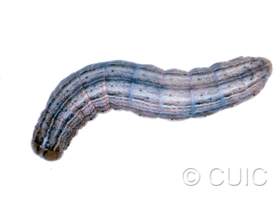 dorsal view of larva Leucania insueta on grass (Bromus, Dactylis) in USA: MT