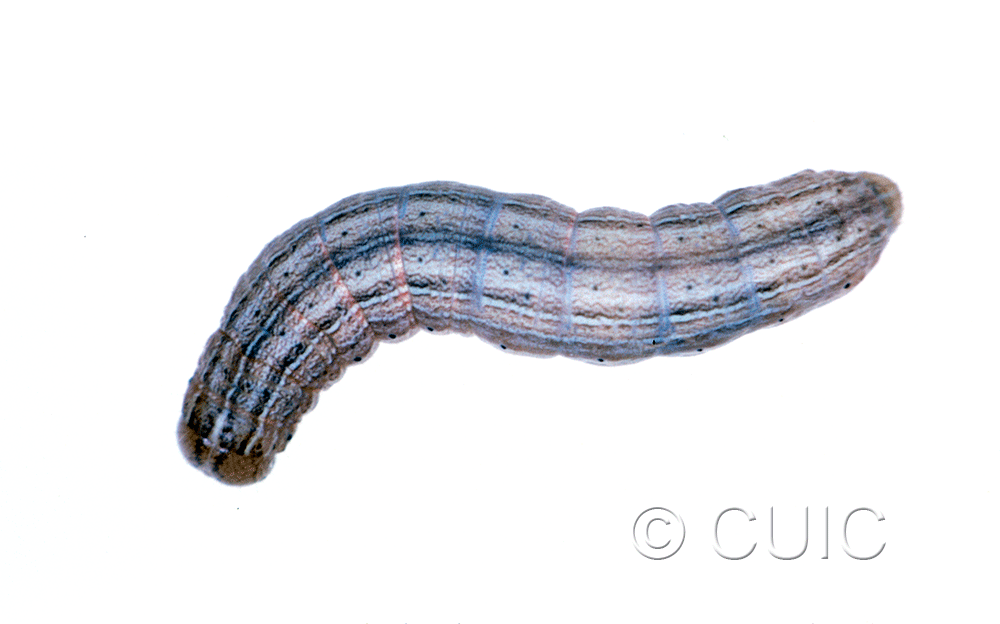 dorsal view of larva Leucania insueta on grass (Bromus, Dactylis) in USA: MT