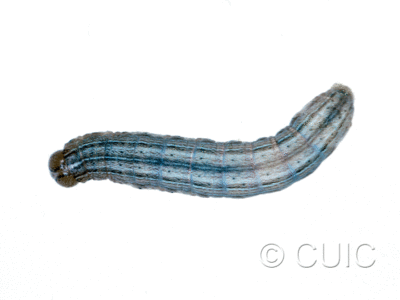 dorsal view of larva Leucania insueta on grasses in USA: MT