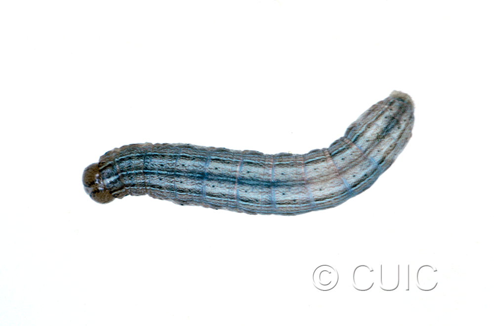 dorsal view of larva Leucania insueta on grasses in USA: MT