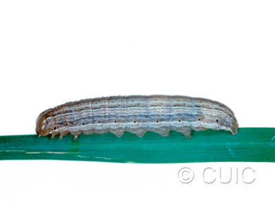 lateral view of larva Leucania insueta on grasses in USA: MT