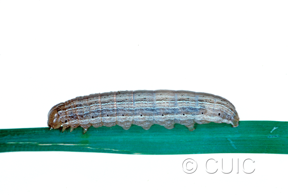 lateral view of larva Leucania insueta on grasses in USA: MT