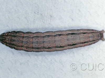 dorsal view of larva Leucania scirpicola on Dactylis orchard grass in USA: SC