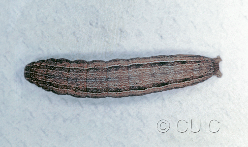 dorsal view of larva Leucania scirpicola on Dactylis orchard grass in USA: SC