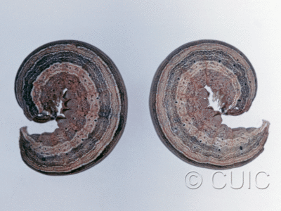 lateral view of larva Leucania scirpicola on Dactylis orchard grass in USA: SC