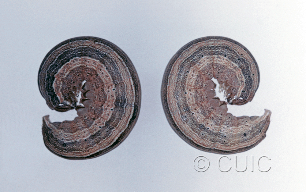 lateral view of larva Leucania scirpicola on Dactylis orchard grass in USA: SC