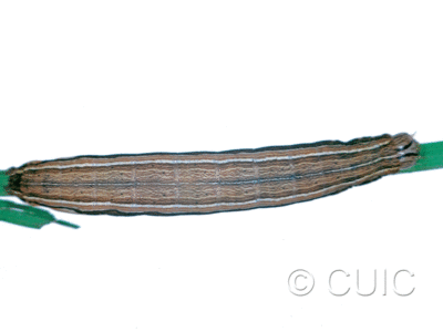 dorsal view of larva Leucania lapidaria on Phleum pratense in USA: NY