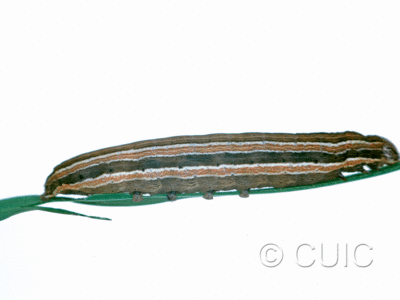 lateral view of larva Leucania lapidaria on Phleum pratense in USA: NY