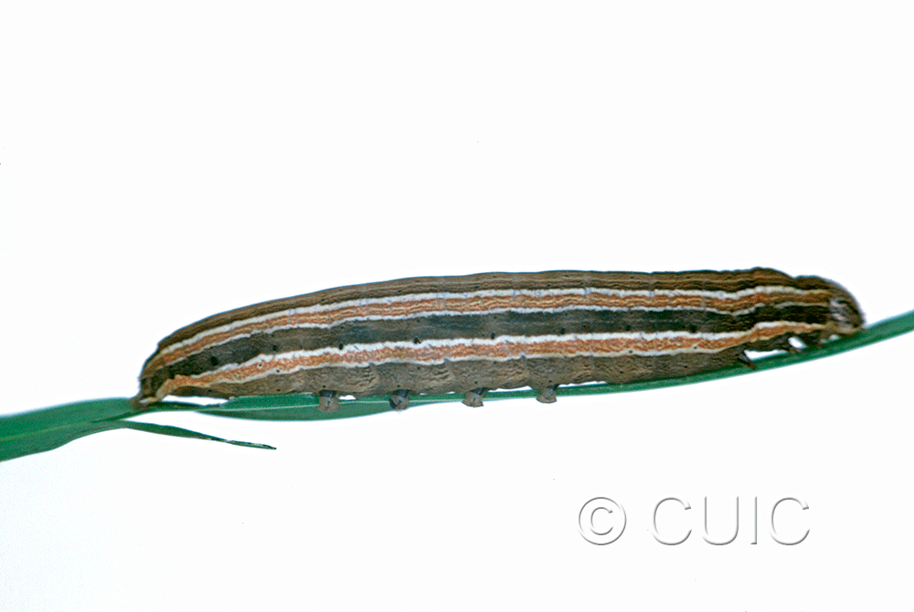lateral view of larva Leucania lapidaria on Phleum pratense in USA: NY