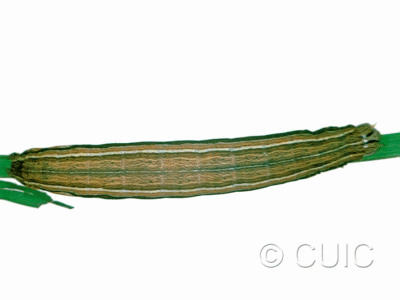 dorsal view of larva Leucania lapidaria on Phleum pratense in USA: NY