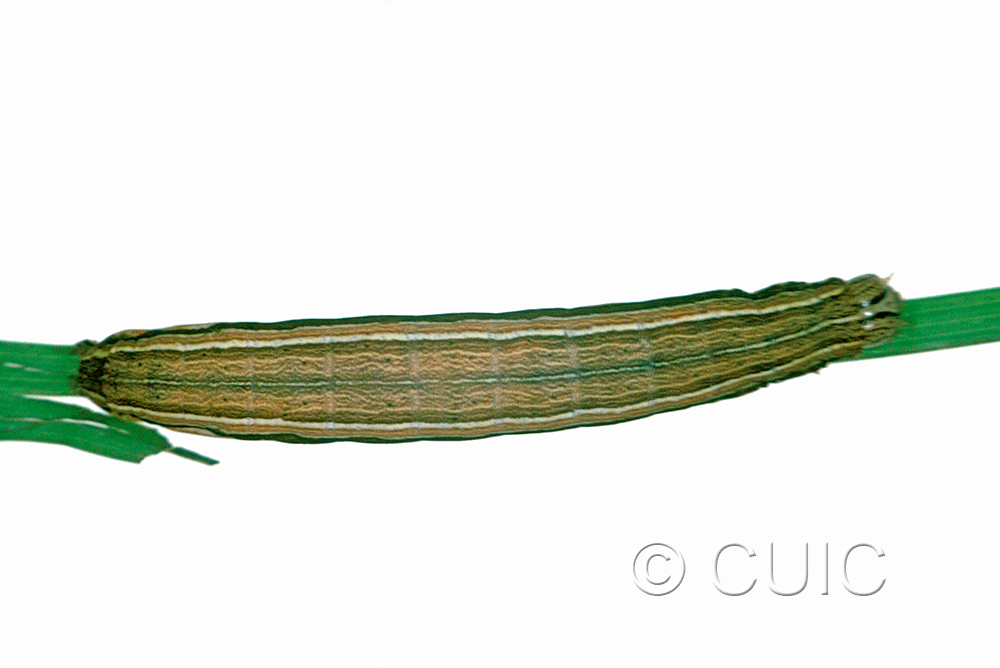 dorsal view of larva Leucania lapidaria on Phleum pratense in USA: NY