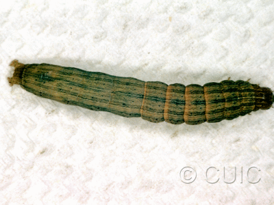 dorsal view of larva Leucania latiuscula or linita on Dactylis glomerata in USA: SC