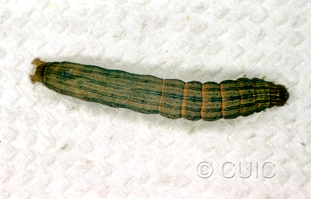 dorsal view of larva Leucania latiuscula or linita on Dactylis glomerata in USA: SC