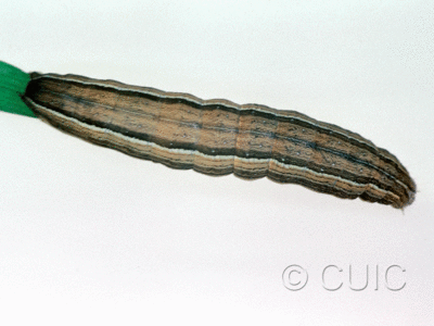 dorsal view of larva Leucania latiuscula or linita on Dactylis glomerata in USA: SC
