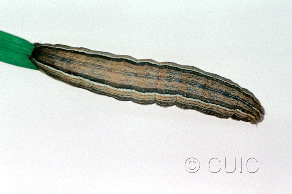 dorsal view of larva Leucania latiuscula or linita on Dactylis glomerata in USA: SC