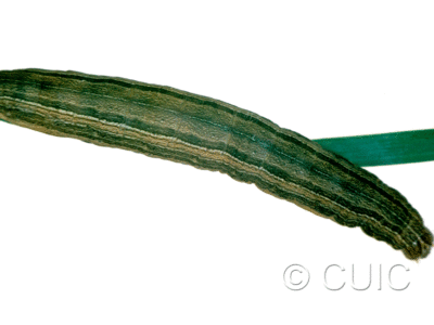 dorsal view of larva Leucania latiuscula or linita on Dactylis glomerata in USA: SC