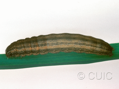 dorsal view of larva Leucania latiuscula or linita on Dactylis glomerata in USA: SC