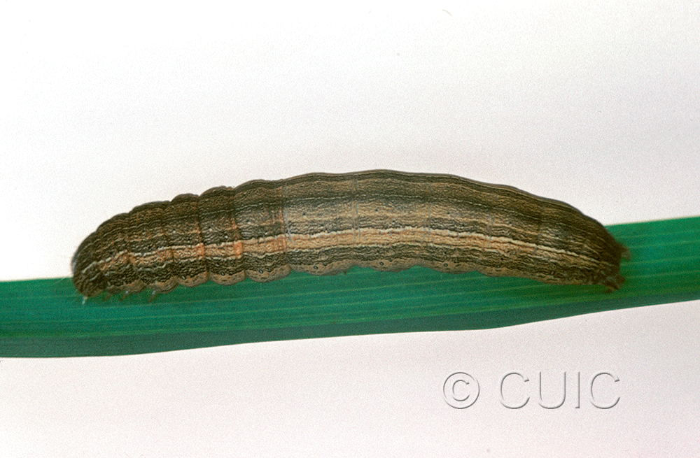 dorsal view of larva Leucania latiuscula or linita on Dactylis glomerata in USA: SC