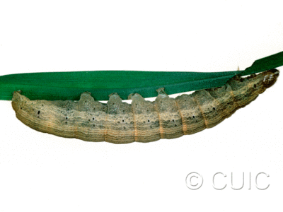 lateral view of larva Leucania latiuscula or linita on Dactylis glomerata in USA: SC