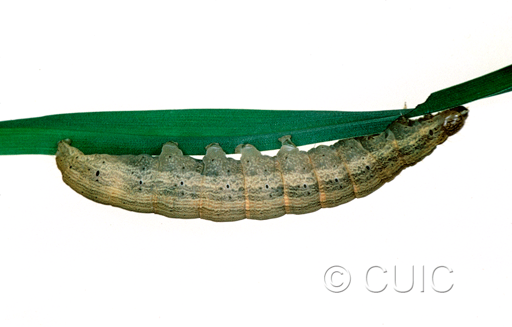 lateral view of larva Leucania latiuscula or linita on Dactylis glomerata in USA: SC